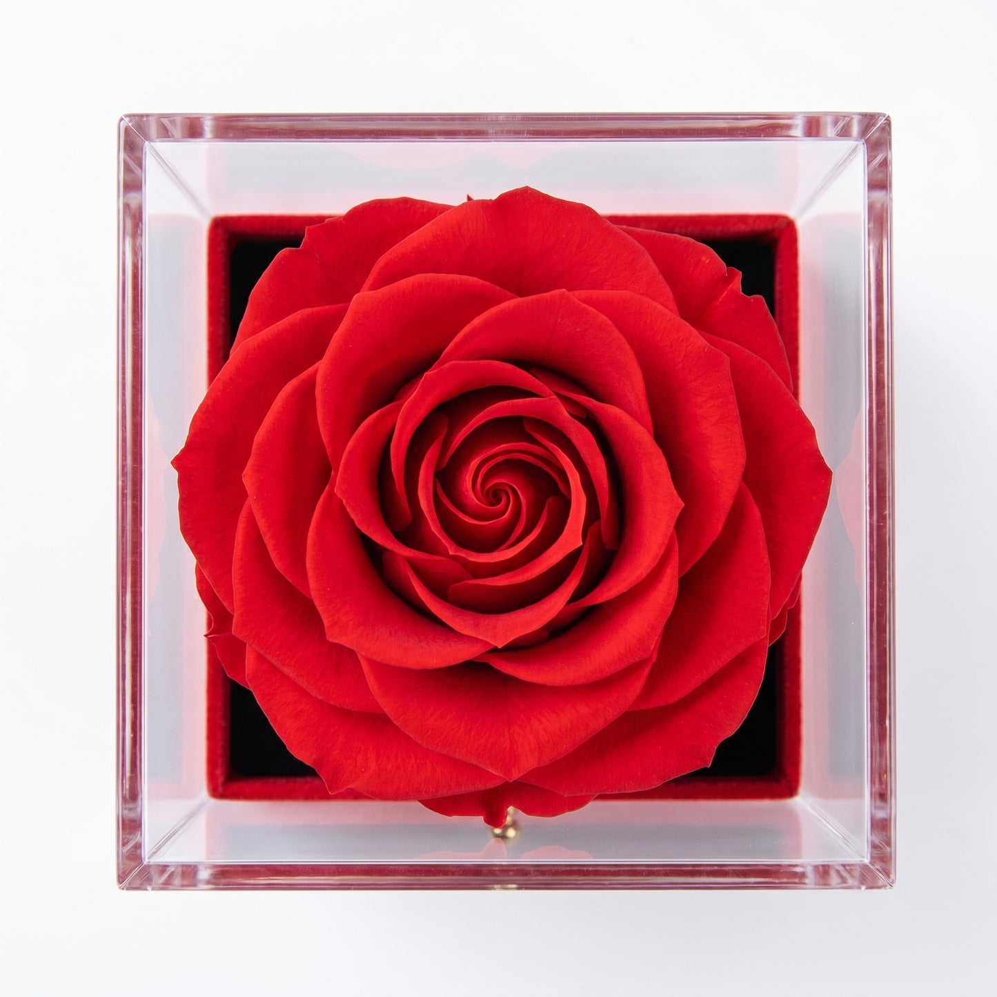 Joyero Rosa Eterna con Collar